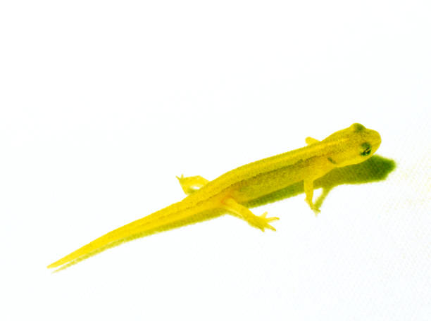 The yellow-headed dwarf gecko captured under textured grey stone at noon