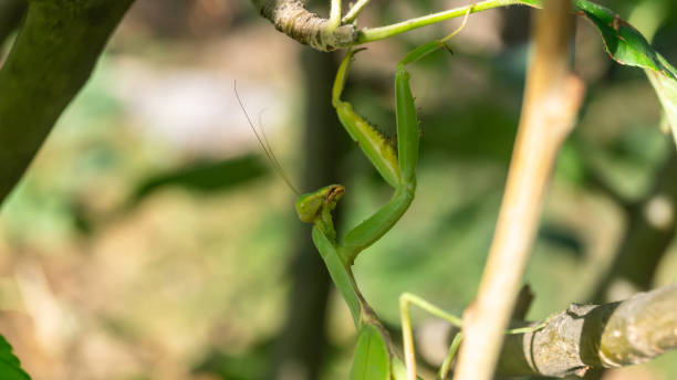istock A mantis hanging from a small branch. Mantis caught on a branch close up 2181714159