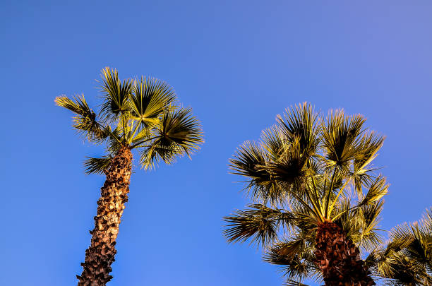 istock Two palm trees are standing tall in the sky 2181717483
