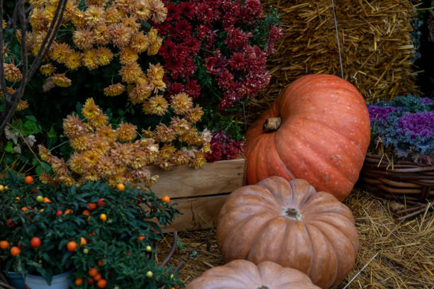 istock Orange pumpkin by red Chrysanthemum flowers 2181718935
