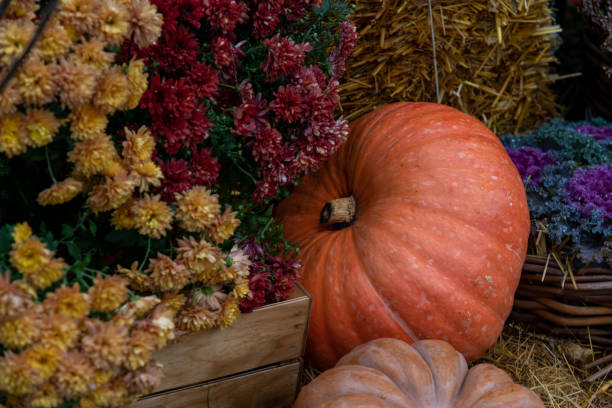 istock Orange pumpkin by red Chrysanthemum flowers 2181718972
