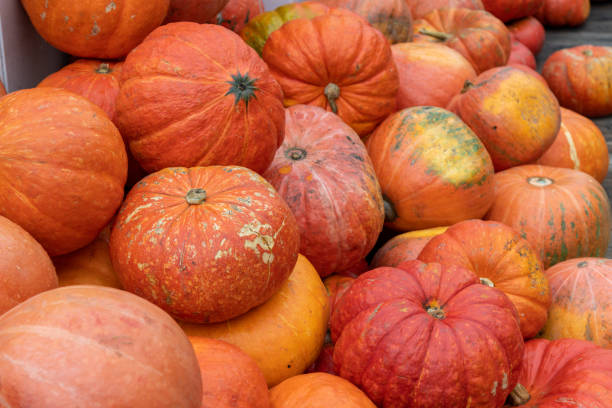 istock Group of orange pumpkins background 2181719140
