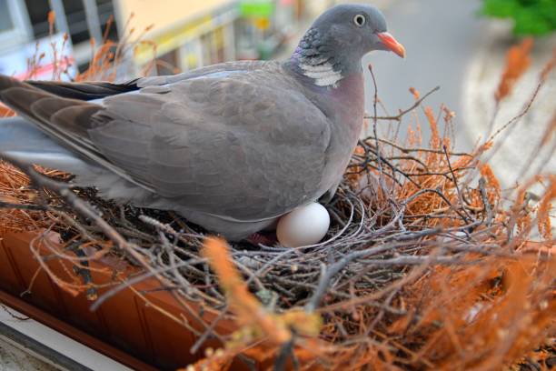 istock A dove sits on eggs. Dove with one egg. Pigeon pair make a nest in a flower box on a windowsill. The concept of bird life in the city 2181719580