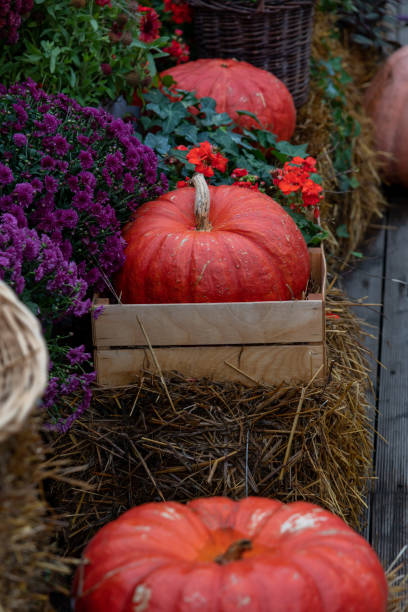 istock orange pumpkins street decoration 2181720236