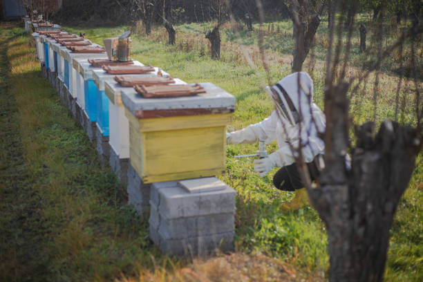 A beekeeper woman works in an apiary