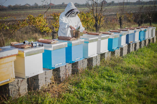 The beekeeper works in the apiary