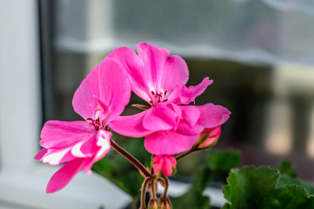 istock Potted pink geranium on a windowsill, pelargonium 2181721917