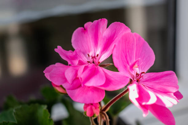 istock Potted pink geranium on a windowsill, pelargonium 2181722512
