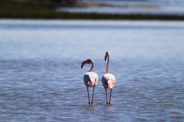 Photo of a couple of flamingos in the Sado River in the Setúbal district, South of Portugal.