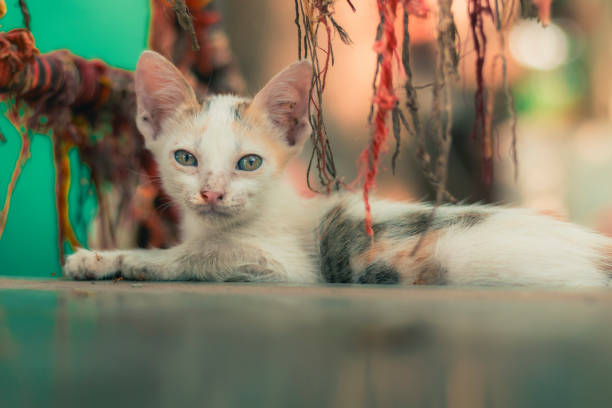 Cute little kitten portrait