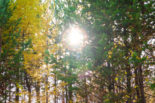 Sun shines through yellow larches and green pines in the autumn coniferous forest