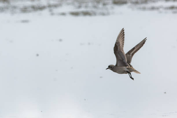 It measures between 24 and 28 centimeters in length and its wingspan is between 65 and 72 centimeters, with a weight between 122 and 194 grams.\nIt has bare gray parts and, in its resting plumage, it displays an extensive white superciliary stripe. In post- and pre-nuptial plumage, males have blackish underparts and a mottled back in shades of yellow and black.