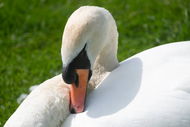 istock A close up of a mute swan (Cygnus olor) 2181724400