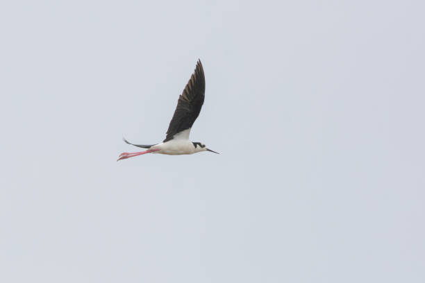 Measures 38 centimeters long. Adults have long pink legs, a long black beak and an extensive white stripe that extends across the lower abdomen, neck and part of the head, which has a black upper part, as well as the nape and back. The legs alone measure around 16 cm and, when the bird flies, they are arranged longitudinally in relation to the body. It has habits and behaviors similar to those of the white-backed stilt (Himantopus melanurus), from which it differs in its black back.According to Hayman et al. (1986), is a species that presents sexual dimorphism. The adult male has a uniform black mantle and wings. The adult female has a brownish mantle and back, contrasting with the black of her neck.