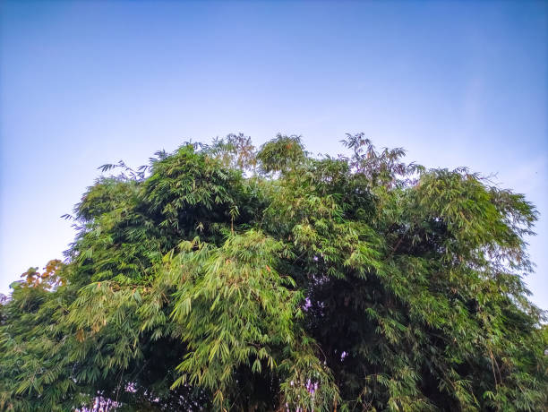 Bright green bamboo grove against backdrop of clear blue sky. Bamboo leaves create dense canopy, casting dappled shadows on the ground below. Impression is one of peace and tranquility, with the lush greenery contrasting beautifully with open sky.
