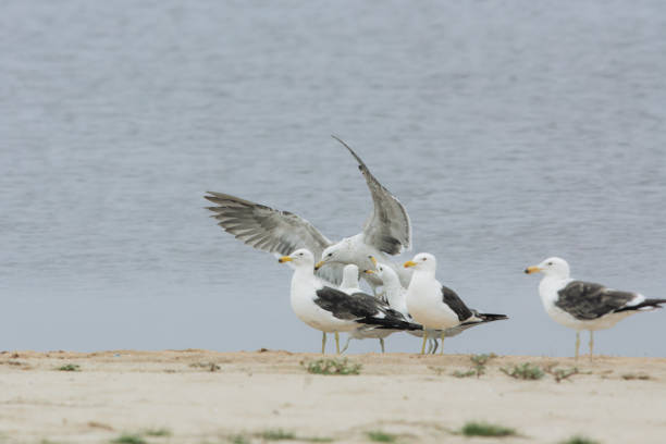 It is the only seagull with a constant occurrence in Brazil that is larger, reaching around 58 centimeters in length (Sick, 1997). These gulls can be separated by plumage pattern into four age classes (Novelli, 1997).The adult has a black back and upper parts of the wings, while the head and lower parts are white. The beak is yellow, with a red spot at the tip of the jaw. The legs are greenish-yellow. Juveniles have grayish-brown upperparts plumage densely speckled with white; the underparts are white mottled with brown. The beak is black and the legs are pinkish gray.