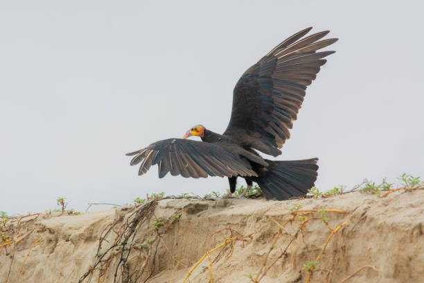 side of andean condor in the park