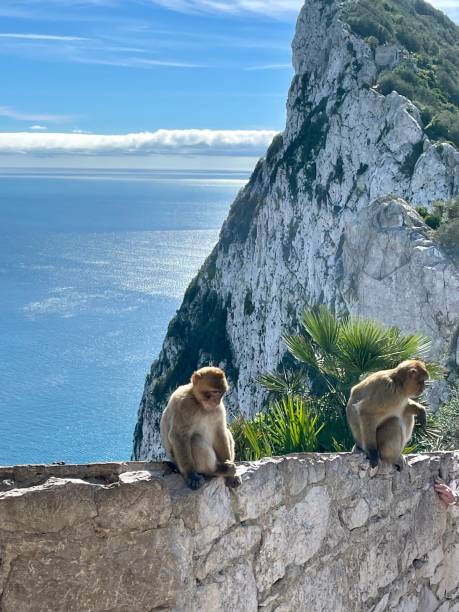 istock Barbary Apes in Gibraltar 2181725691