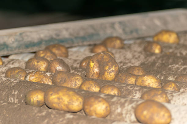 freshly harvested potatoes on a conveyor belt for sorting into sizes. concept of agricultural works background