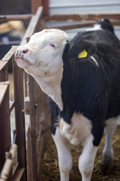 istock close up of a cow's head 2181726900