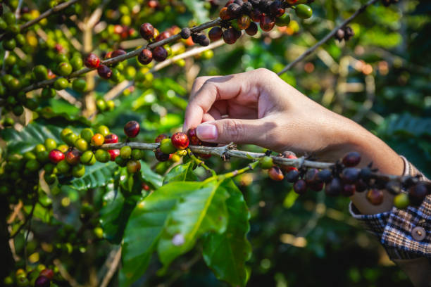 istock Hand picking fresh coffee beans from the plants in the field 2181727415