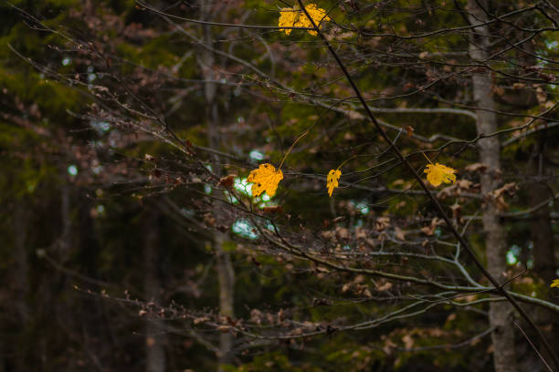 Vibrant yellow autumn leaves cling to bare branches against a tranquil forest backdrop. A beautiful depiction of nature's transition during the fall season.