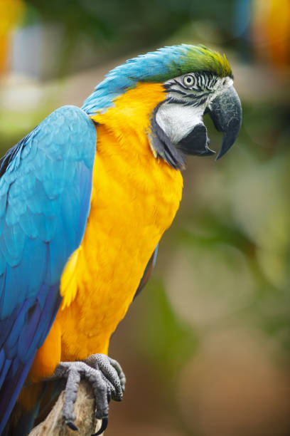 istock Blue-and-yellow macaw on a branch 2181732362