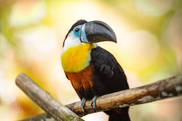 istock Toucan perched on branch against blurred background 2181732370