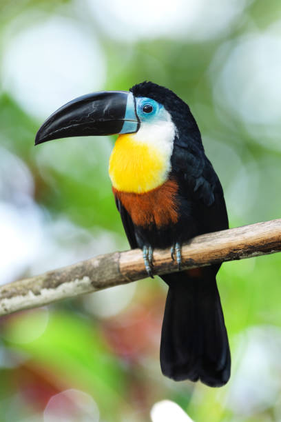 istock Toucan perched on branch against blurred background 2181732382