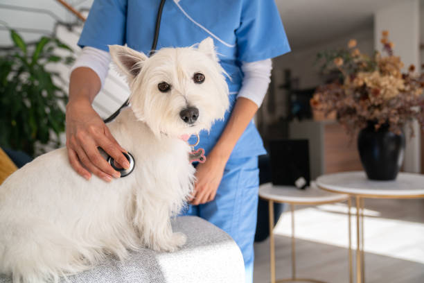 istock Beautiful dog being checked by a veterinarian at home 2181733175