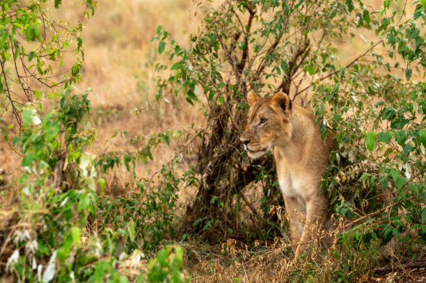 마사이마라 국립공원(masai mara national park)의 햇볕이 내리쬐는 사바나에 있는 강력한 암사자 - 게임 드라이브 야생동물 관찰 뉴스 사진 이미지