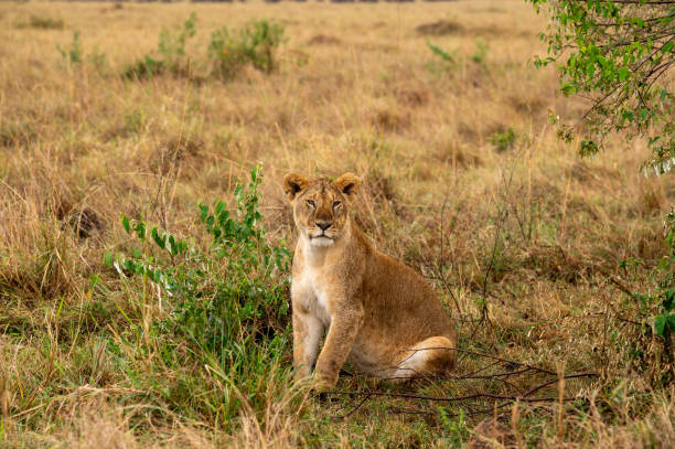 마사이 마라(masai mara)에서 감시하는 암사자, 잠재적인 먹이에 시선을 고정하고 있습니다. - 게임 드라이브 야생동물 관찰 뉴스 사진 이미지