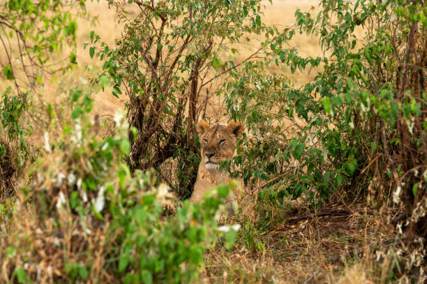 istock Lioness with Steely Determination, Scouting for Prey in Masai Mara 2181734442