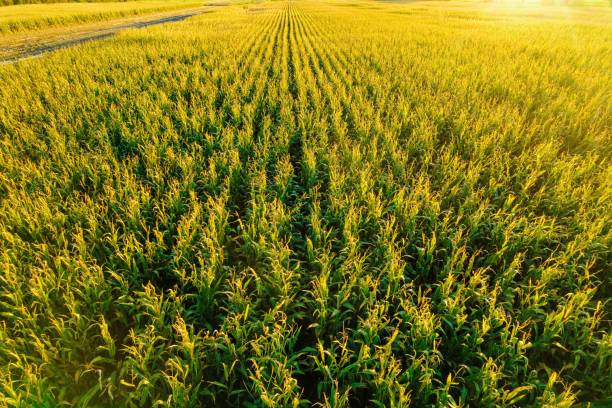 istock Scenic view of a ripe corn field in fall at sunset 2181736866