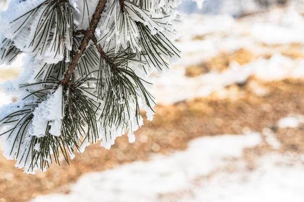 Focus on fir tree branch, green needles covered with white snow, wintertime in the mountains