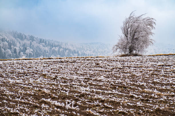 Leafless tree covered with frost growing on frosty land, pinewood covered with snow in distant fog, wintertime in the mountains
