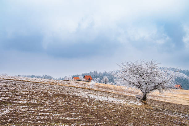 A snowy field with trees and buildings. Sky. Outdoor. Snow. Nature. Covered