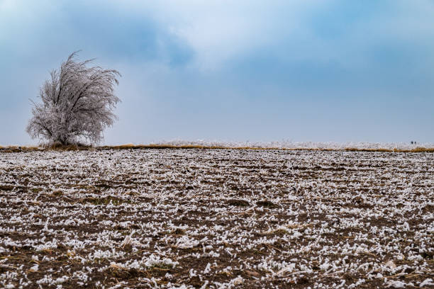 Leafless tree covered with frost growing on frosty land, pinewood covered with snow in distant fog, wintertime in the mountains