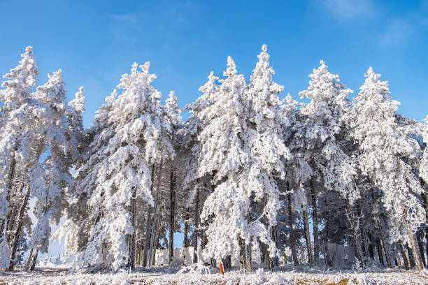 Beautiful evergreen forest covered with snow under the clear blue sky on a sunny day, wintertime in the mountains