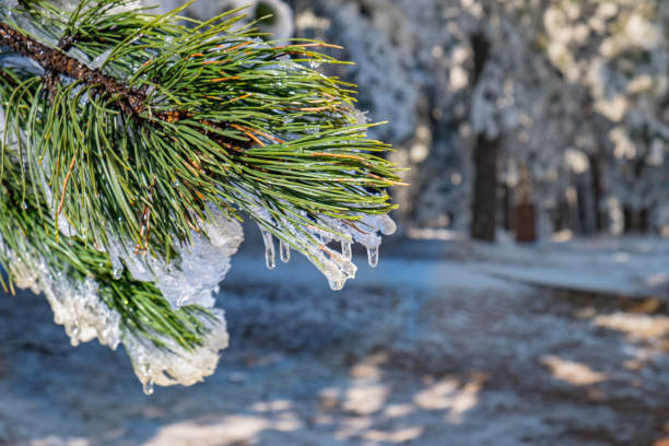 Focus on fir tree branch, green needles covered with white frost, wintertime in the mountains