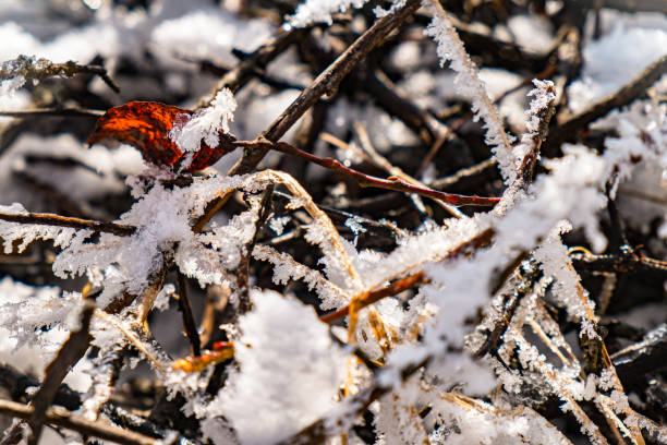 Close-up on field stubble covered with icy frost, wintertime in the mountains