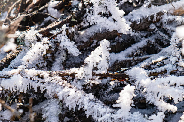 Close-up on field stubble covered with icy frost, wintertime in the mountains