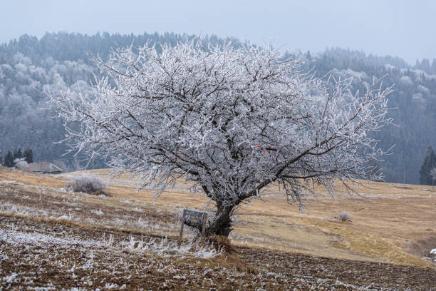 Bare tree covered with frost growing under the blue moody sky, field stubble on the land, wintertime in the mountains