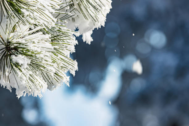 Focus on fir tree branch, green needles covered with white frosty snow, wintertime in the mountains