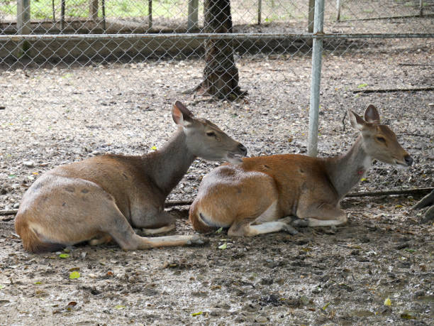 istock Several deer are eating in a zoo. 2181742565