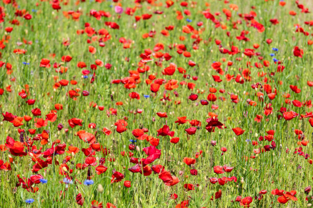 istock red poppy flowers in the park 2181743638