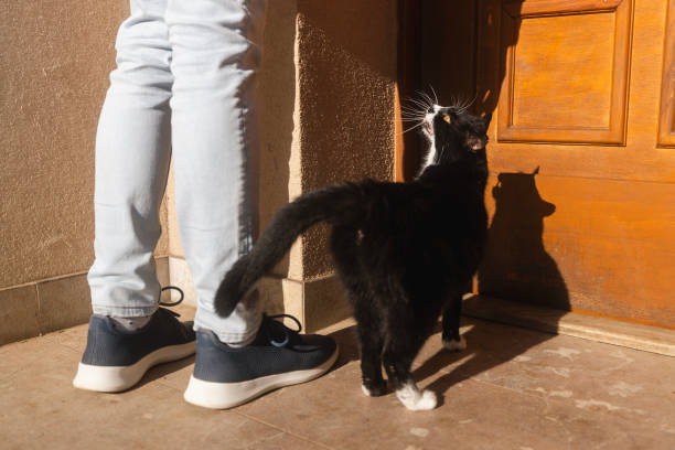 Loyal cat greets its owner at front door of home. Scene captures tender bond between pet and owner, with natural outdoor backdrop that enhances warmth and authenticity of moment.