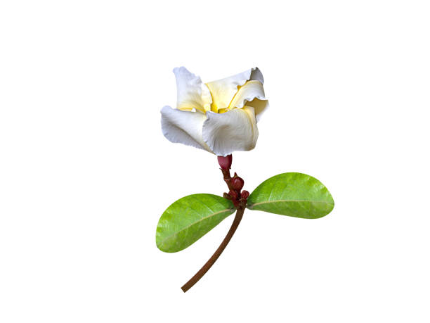 Chonemorpha fragrans or Frangipani Vine flowers on isolated white background