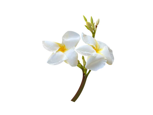 istock Chonemorpha fragrans or Frangipani Vine flower 2181746835