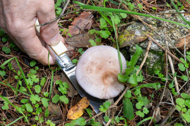 istock collecting mushrooms with a knife 2181746923